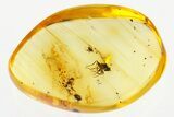 Fossil Dance Fly, Biting Midge, and Beetle Larva In Baltic Amber #300735-1